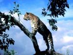 Amur Leopard Scout